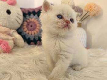 Skotski fold i straight mace