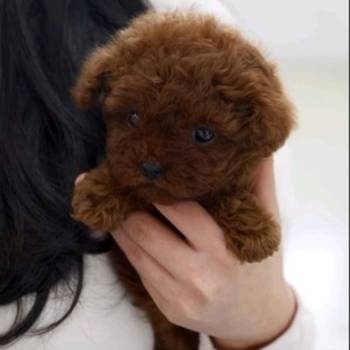 Najmanje pudle, od najlepsih roditelja u Evropi