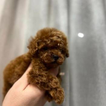 Najmanje pudle, od najlepsih roditelja u Evropi