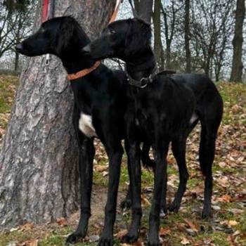 Saluki štenci, jedinstvena prilika