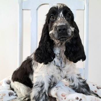 Koker španijel štenci, izložbenog potencijala