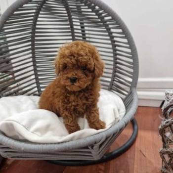 Registrovana odgajivacnica Hopy queen poodle