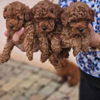 Crvene pudle toy, od oba roditelja u mom vlasnistvu