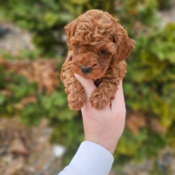Crvene pudle toy, od oba roditelja u mom vlasnistvu