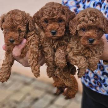 Crvene pudle toy, od oba roditelja u mom vlasnistvu