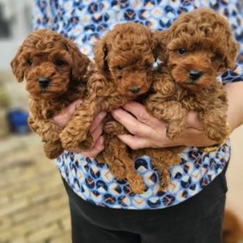 Crvene pudle toy, od oba roditelja u mom vlasnistvu