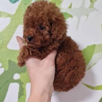 Prodajem preslatke toy pudlice