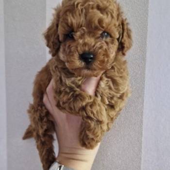 Prodajem preslatke toy pudlice