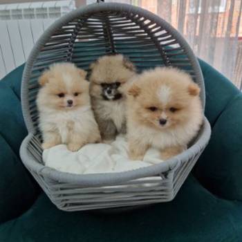 Pomeranci preslatki, malene bebice