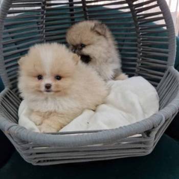 Pomeranci preslatki, malene bebice