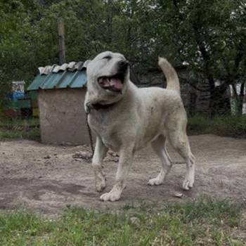 Srednjeazijski Ovcar - Azijat, ženka