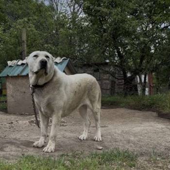 Srednjeazijski Ovcar - Azijat, ženka