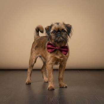 Briselski grifon, vrhunsko muško štene