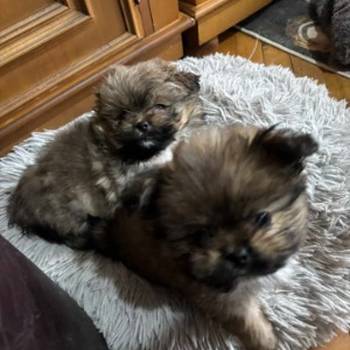 Pufne od mame si cu i tate pomeranca