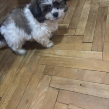 Pufne od mame si cu i tate pomeranca