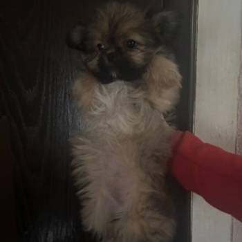 Pufne od mame si cu i tate pomeranca