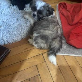 Pufne od mame si cu i tate pomeranca