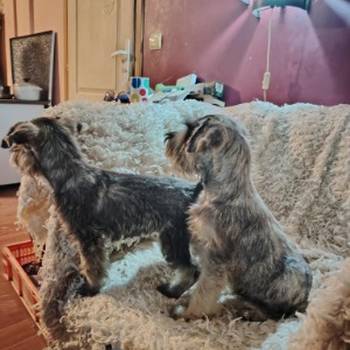 Štenci patuljastih šnaucera