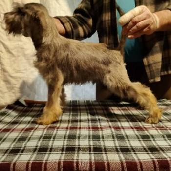 Štenci patuljastih šnaucera