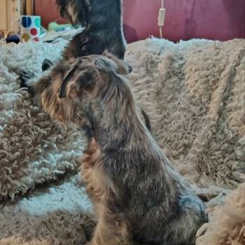 Štenci patuljastih šnaucera