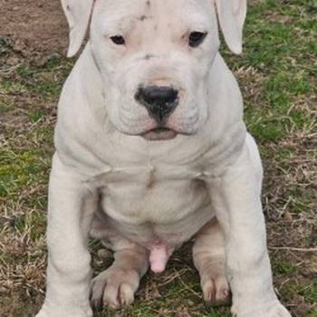 Dogo Argentino štenci