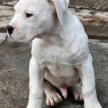 Dogo Argentino štenci