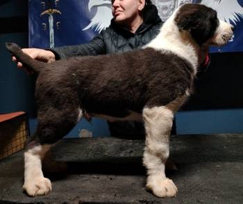 Srednjeazijski ovčar štenci