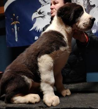 Srednjeazijski ovčar štenci