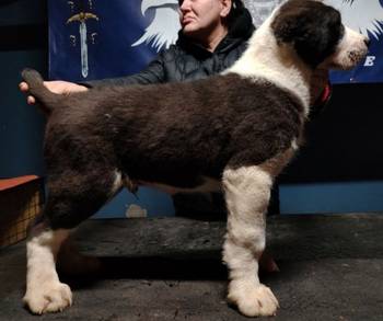 Srednjeazijski ovčar štenci