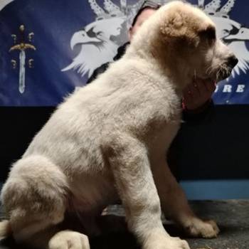 Srednjeazijski ovčar štenci