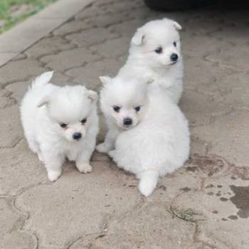 Nemački špic, štenci snežno bele boje