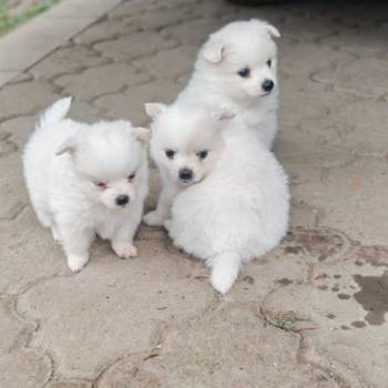 Nemački špic, štenci snežno bele boje