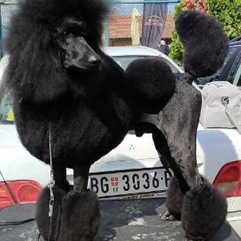 Vrhunsko leglo velikih PUDLI