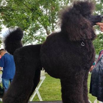 Vrhunsko leglo velikih PUDLI