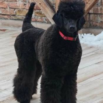 Vrhunsko leglo velikih PUDLI