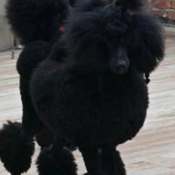 Vrhunsko leglo velikih PUDLI