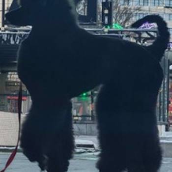 Vrhunsko leglo velikih PUDLI