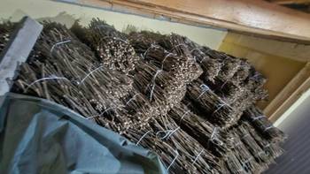 Isečena Loza 1 KLASE za Kalemljenje