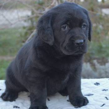 Na prodaju štenci labrador retrivera crne boje