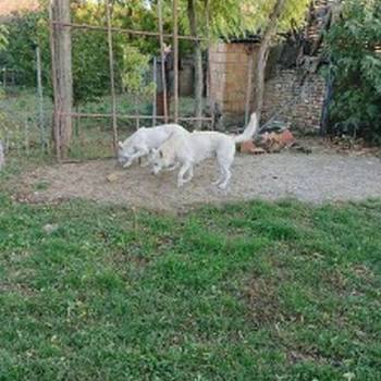 Beli Švajcarski Ovčar štenci