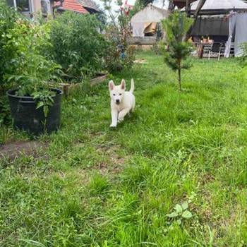 Beli Švajcarski Ovčar štenci