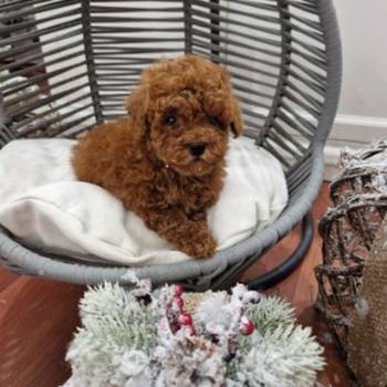 Registrovana odgajivacnica Hopy queen poodle