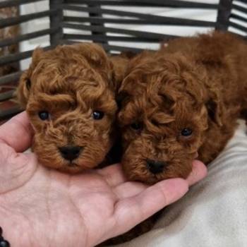 Registrovana odgajivacnica Hopy queen poodle