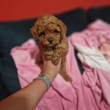 Toy pudle maleni mečići spremni za preuzimanje