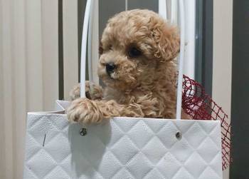 Toy pudle maleni mečići spremni za preuzimanje