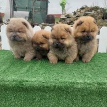 Chow chow-cau cau
