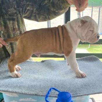 Američki stafordski terijer mužjak I ženka