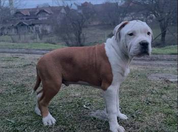 Američki stafordski terijer mužjak I ženka