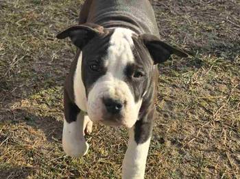 Američki stafordski terijer mužjak I ženka