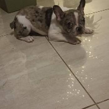 Stenad francuskog buldoga dva merle muzjaka 3.5 meseca